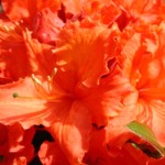 Rhododendron Knap Hill Gibraltar