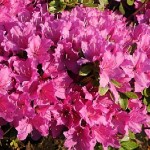 Rhododendron obtusum Hiroko ( Geisha Purpurrosa )