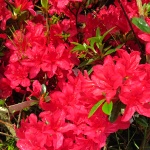 Rhododendron obtusum Kroměříž