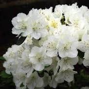 Rhododendron obtusum Sněžka