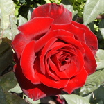 Rosa hybr. (CH)  Barcarolle