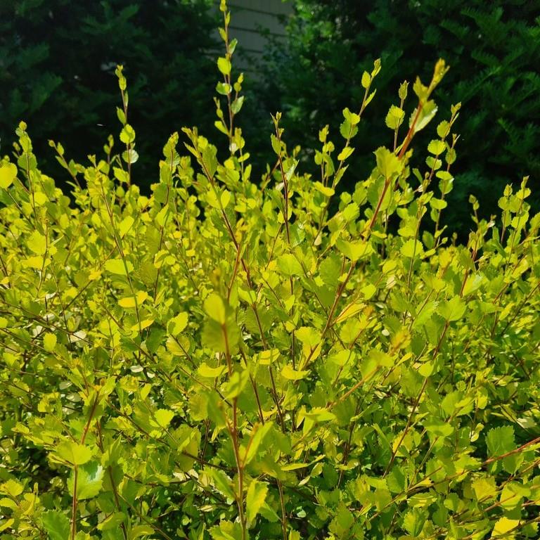 Betula nana Golden Treasure