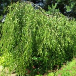 Betula pendula Youngii (syn. Betula verrucosa Youngii)