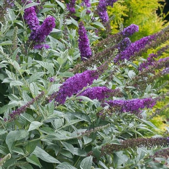 Buddleia davidii Miss Violet