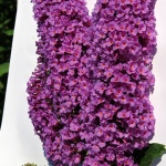 Buddleia davidii Niobe