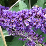 Buddleia davidii Orpheus