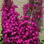 Buddleia davidii Sugar Plum PBR