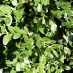 Buxus sempervirens