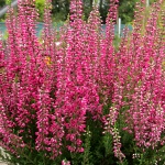 Calluna vulgaris Selly (R)