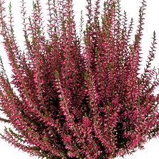 Calluna vulgaris Selma