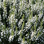 Calluna vulgaris Madonna