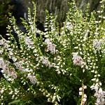 Calluna vulgaris Martha Hermann