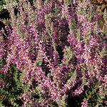 Calluna vulgaris Silvana
