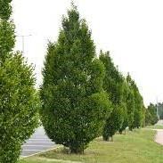 Carpinus betulus Fastigiata
