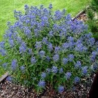 Caryopteris x clandonensis Blue Balloon