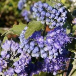 Caryopteris x clandonensis Heavenly Blue