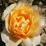 Rosa hybr. (CH)  Casanova