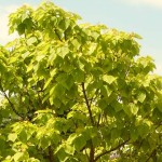 Catalpa bignonioides Aurea