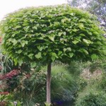 Catalpa bignonioides Nana