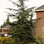 Cedrus libani var. brevifolia