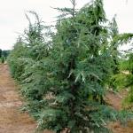 Cedrus deodara Eisregen