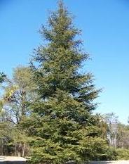 Cedrus libani Stenocoma