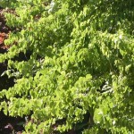 Cercidiphyllum japonicum