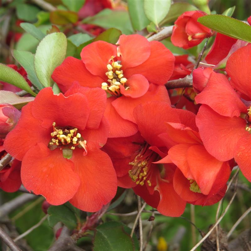 Chaenomeles speciosa Cardinalis