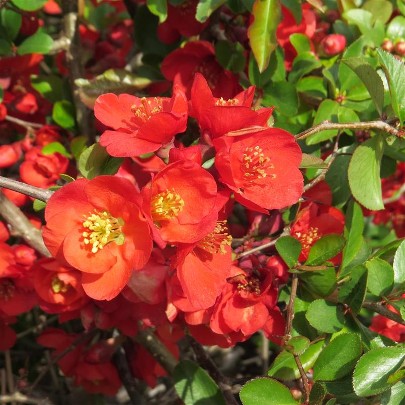 Chaenomeles x superba Nicoline