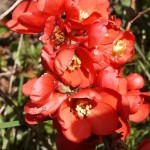 Chaenomeles x superba Ernst Finken