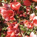 Chaenomeles x superba Pink Lady