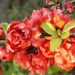 Chaenomeles x superba Red Chief