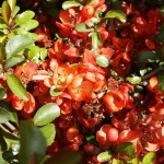 Chaenomeles japonica Sargentii