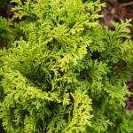 Chamaecyparis obtusa Aurora