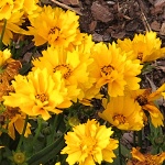 Coreopsis grandiflora Double The Sun