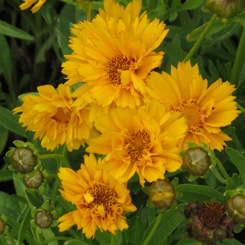 Coreopsis grandiflora Presto Yellow Double