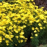 Coreopsis verticillata Zagreb