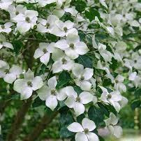 Cornus kousa var chinensis