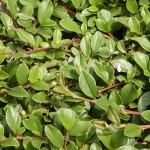 Cotoneaster dammerii var. radicans