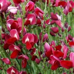 Cytisus x praecox Boskoop Ruby