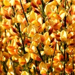 Cytisus x praecox Apricot Gem