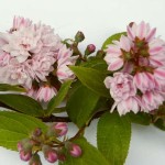 Deutzia x hybrida Pink Pom-pom