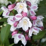 Deutzia x kalmiiflora
