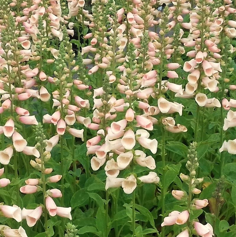 Digitalis purpurea Dalmatian Peach