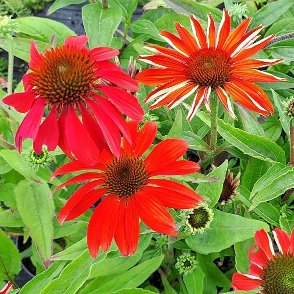 Echinacea purpurea Polly Nation Orange Red