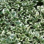 Euonymus fortunei Emerald Gaiety