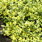 Euonymus fortunei Emerald´n Gold