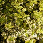 Euonymus fortunei Sunshine