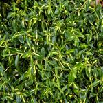 Euonymus fortunei Sunspot