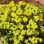 Euphorbia polychroma